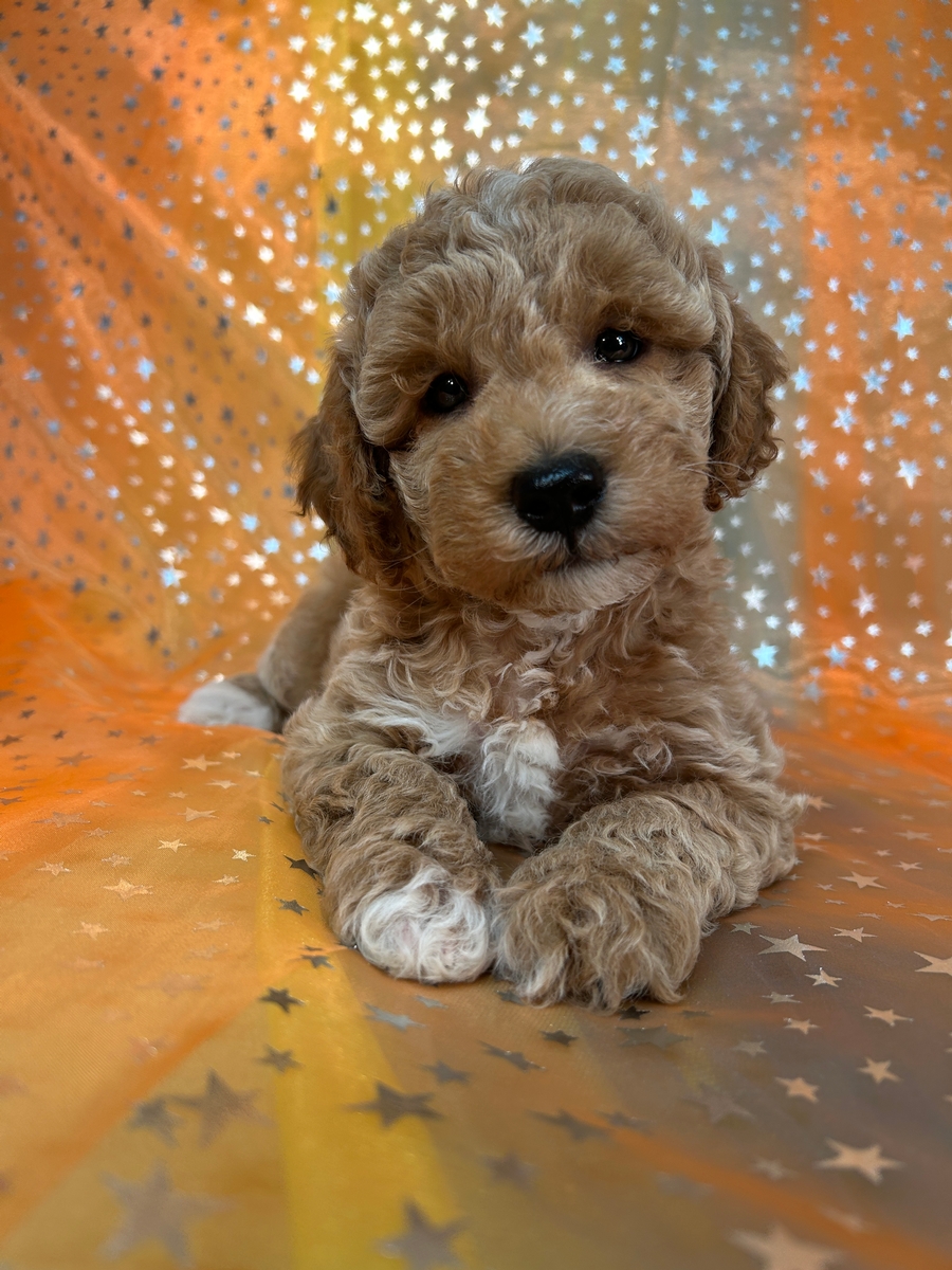 Male Mini Schnoodle Pup for Sale DOB 4-6-2024 $900